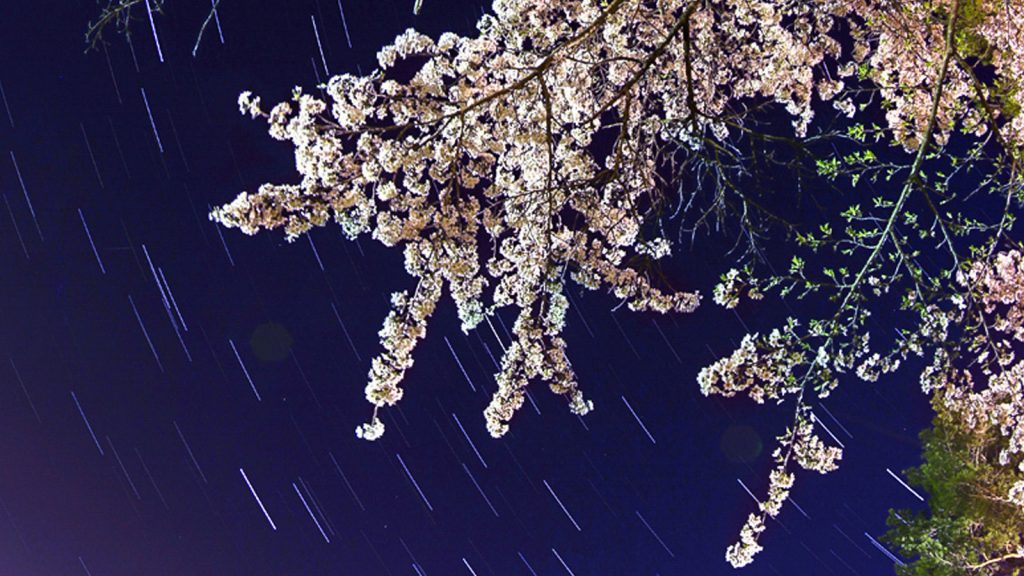 横手の星空と桜