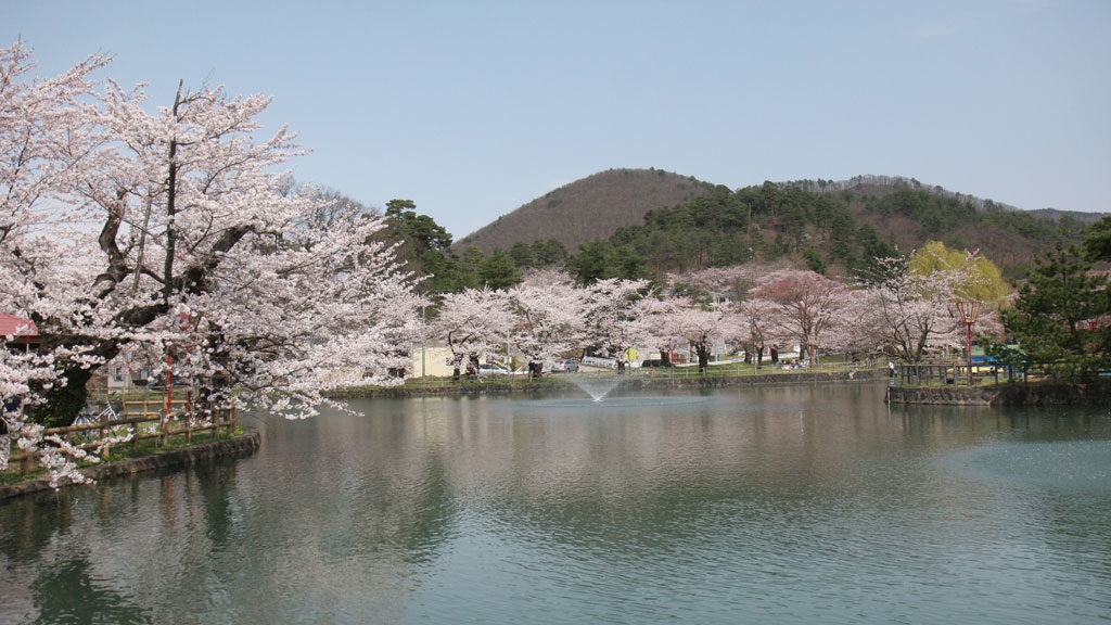 真人公園桜まつり 一般社団法人横手市観光推進機構