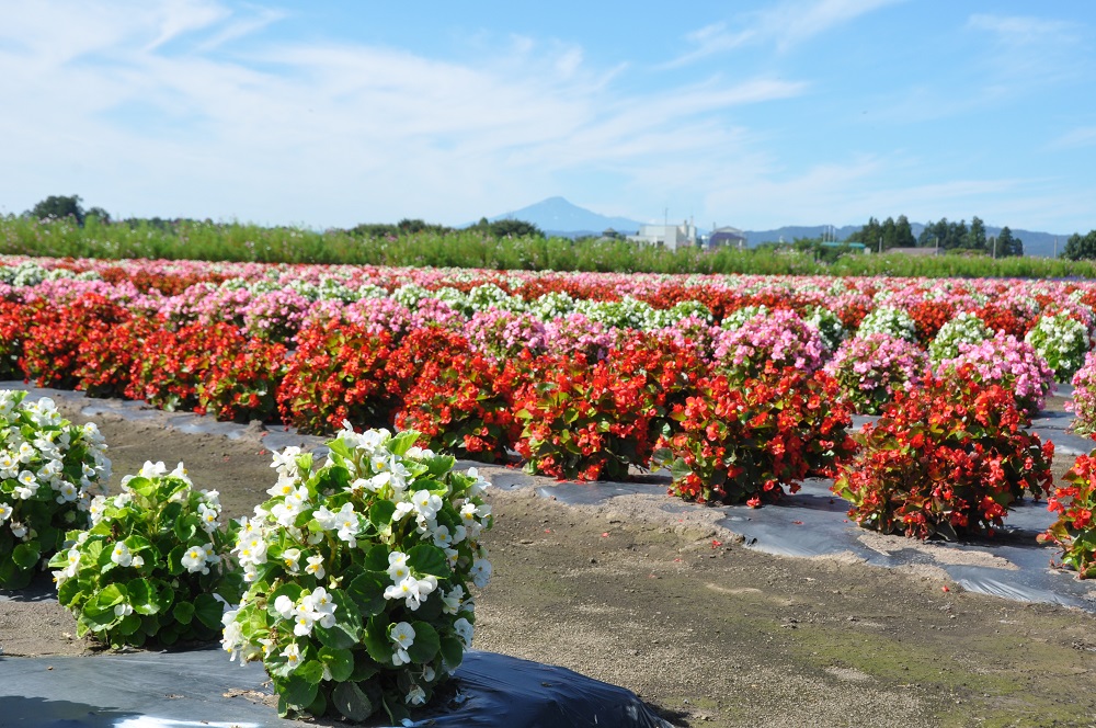 たいゆう緑花園