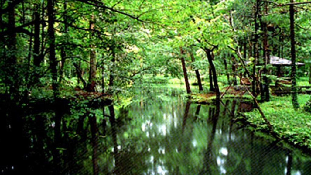 白藤清水自然公園