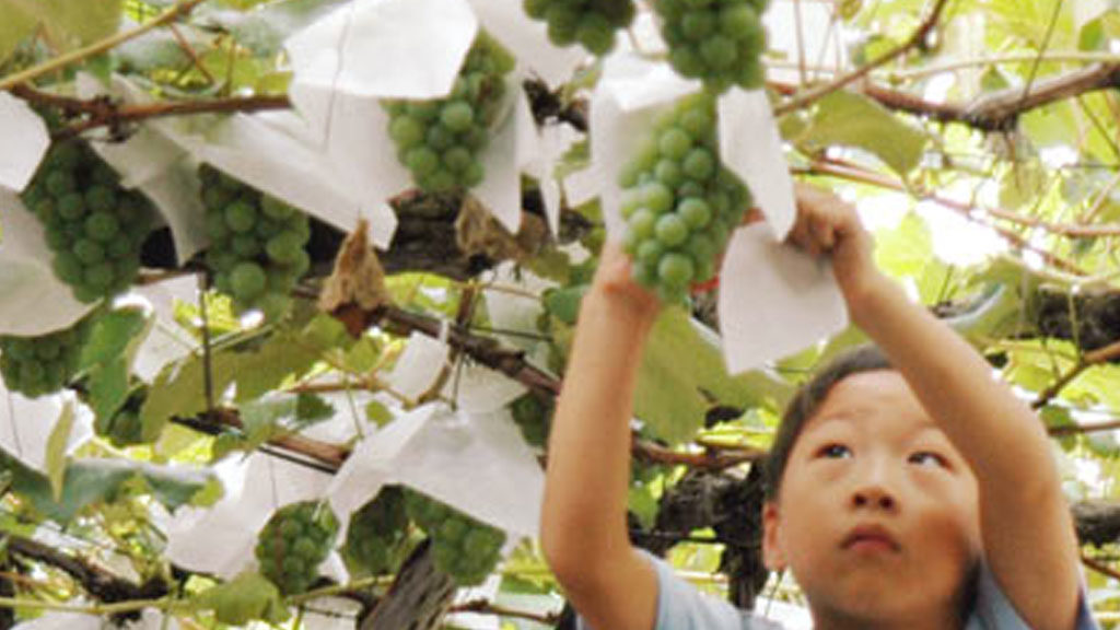 ぶどう収穫（横手地区・山内地区）