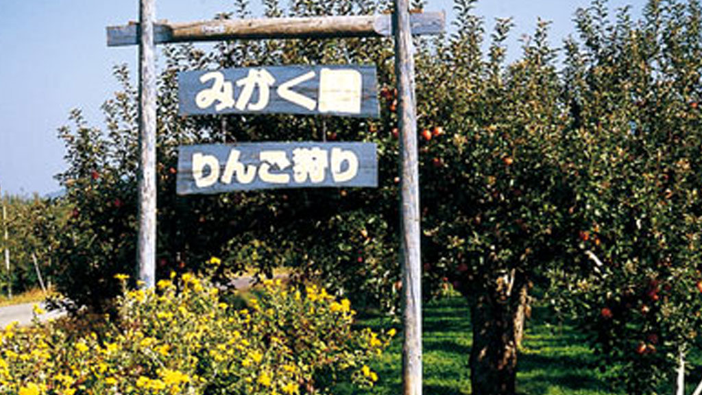 りんご収穫(増田地区)