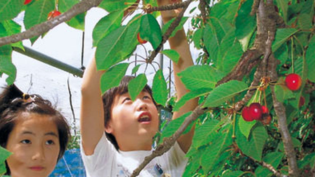 さくらんぼ収穫（十文字地区）