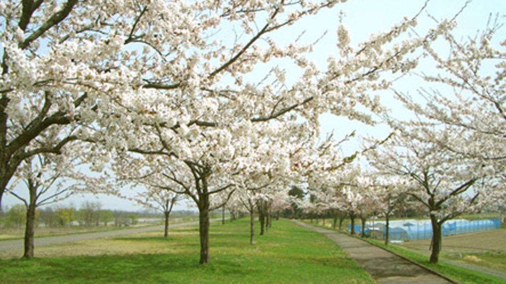 Sakura Dutsumi 公園