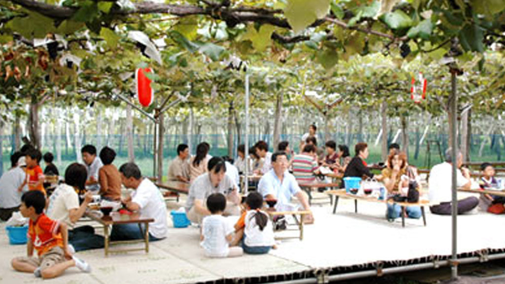 ぶどう収穫（横手地区・山内地区）