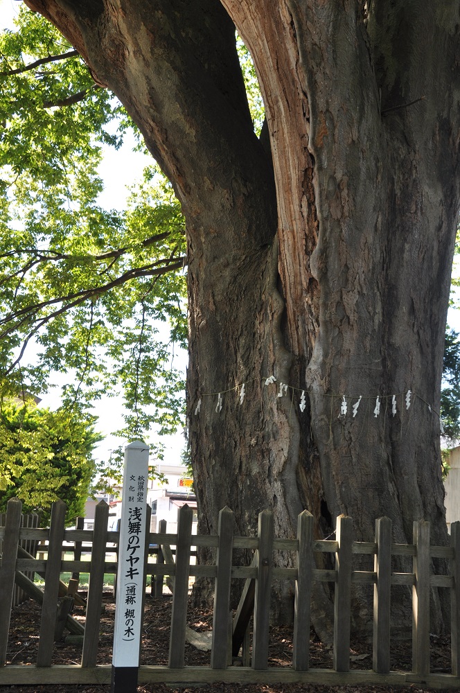 Zelkova of the Asamai