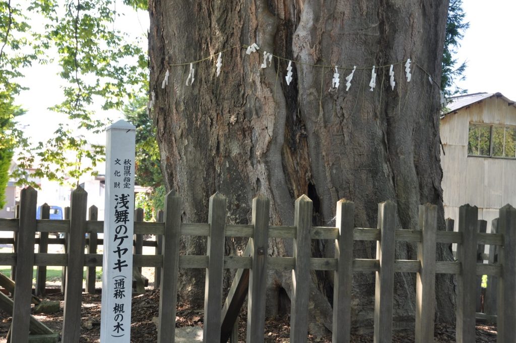 Zelkova of the Asamai