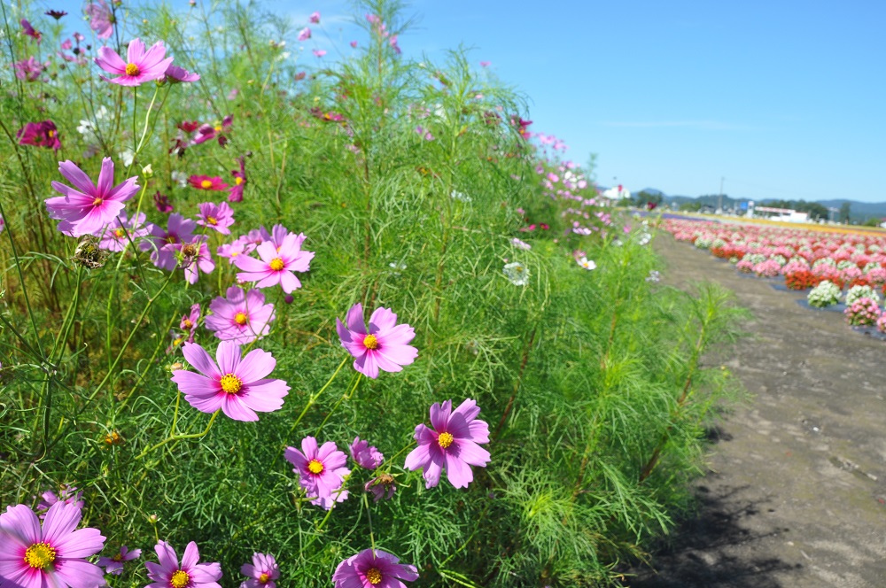 たいゆう緑花園