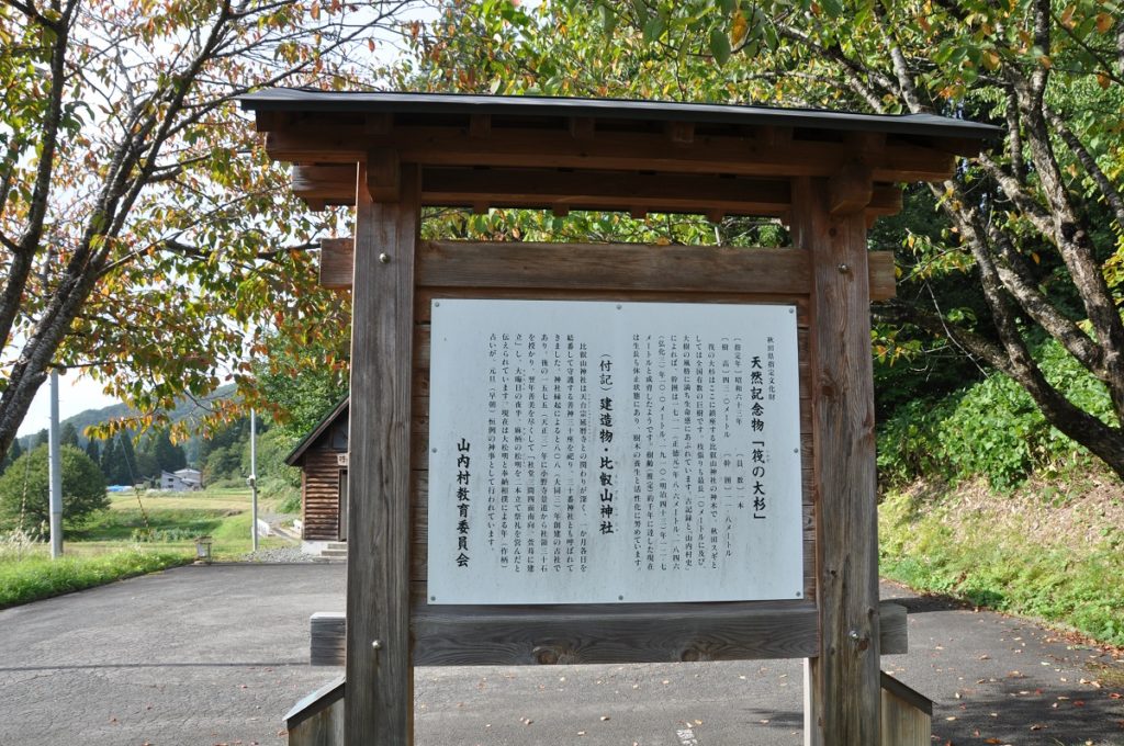 The Big Cedar of Ikada