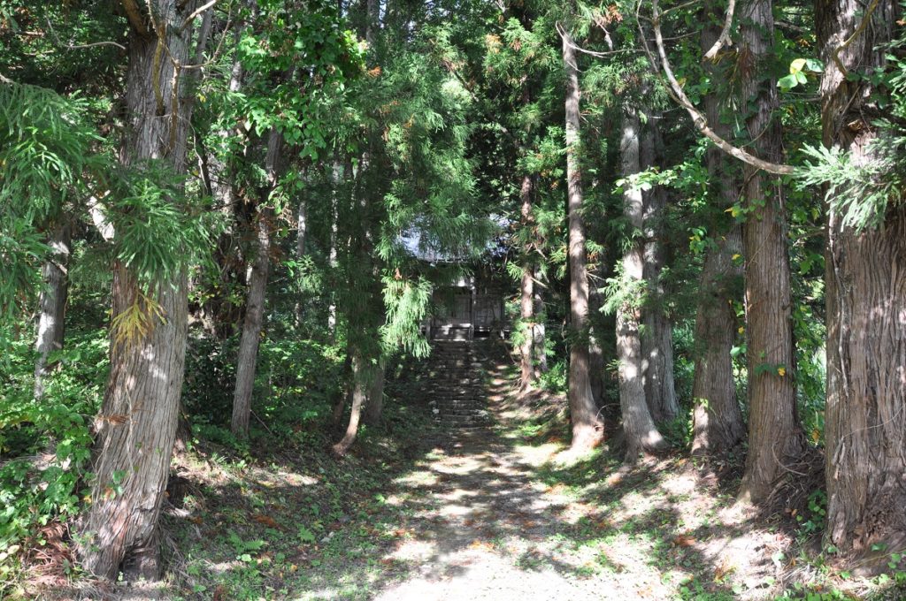 The Big Cedar of Ikada
