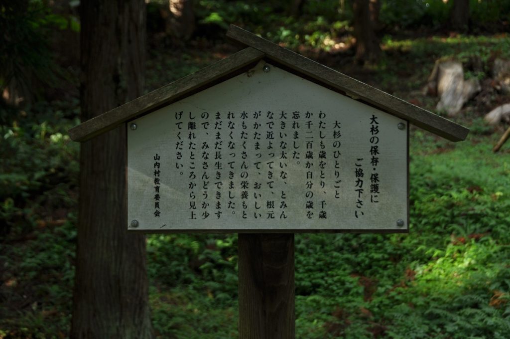 The Big Cedar of Ikada