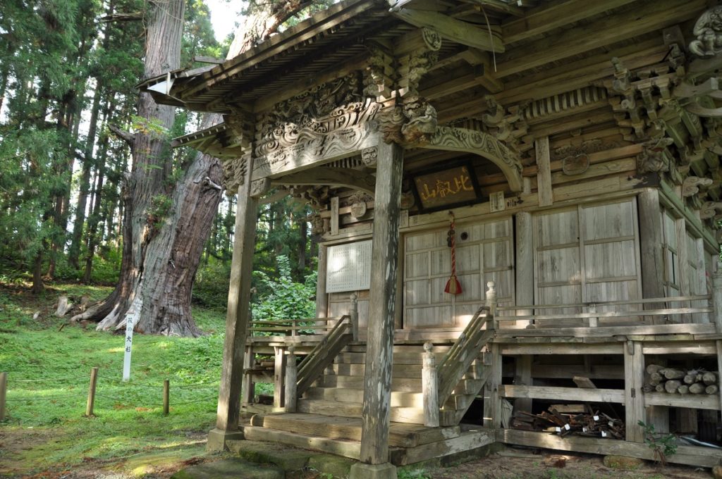 The Big Cedar of Ikada
